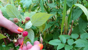 含橙色钉子的女孩收集草莓9秒视频