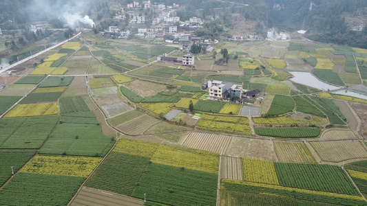 茶山 高山茶 茶园航拍视频