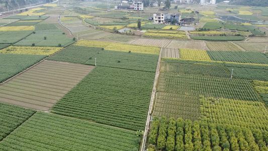 茶山 高山茶 茶园航拍视频