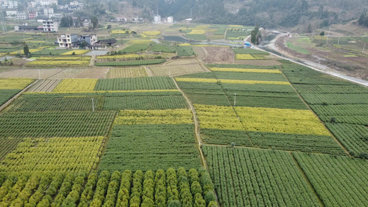 茶山 高山茶 茶园航拍视频