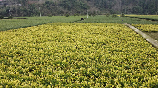 茶山 高山茶 茶园航拍视频