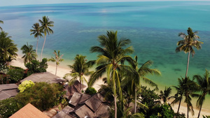 无人驾驶飞机观看在蓝海附近沙滩上种植的热带椰子棕榈12秒视频
