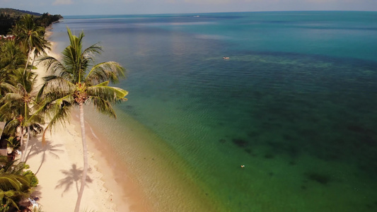 无人驾驶飞机观看在蓝海附近沙滩上种植的热带椰子棕榈视频
