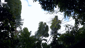 热带雨林叶在微风中飘动16秒视频