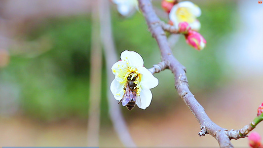 4K蜜蜂在梅花采蜜视频