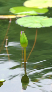 湖面的睡莲花苞视频