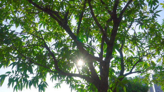夏日阳光下的树木视频