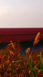 5A级风景区红海滩国家风景廊道湿地一望无际视频