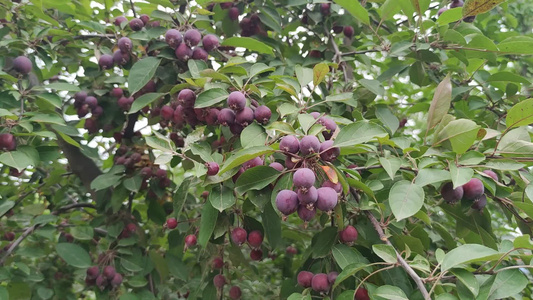 秋天成熟果实山楂实拍 视频