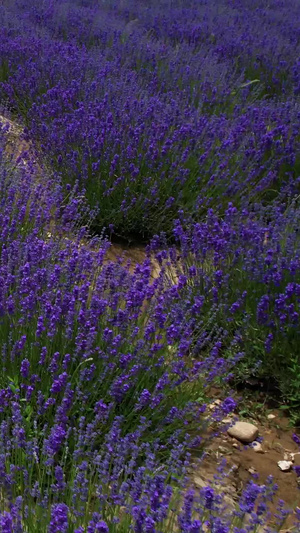 低空航拍紫色薰衣草田视频旅游目的地68秒视频