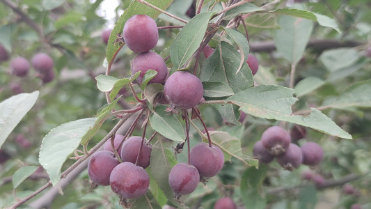 夏日风光茂生植物树枝树叶实拍视频