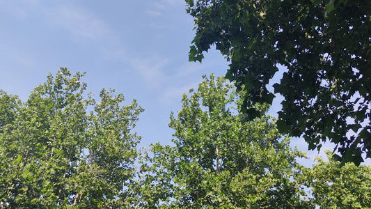 夏日风光茂生植物树枝树叶实拍视频