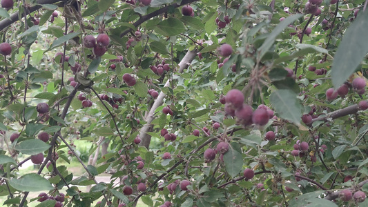 秋天成熟果实山楂实拍 视频