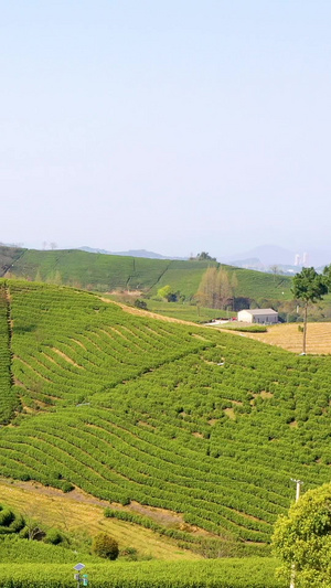 航拍安吉溪龙乡白茶茶园白茶树37秒视频