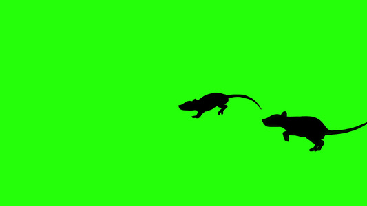绿屏幕上可爱灰老鼠动画视频