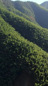 航拍安徽旅游景区林坑竹海视频自然风光视频