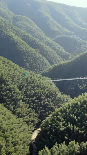航拍安徽旅游景区林坑竹海视频大自然50秒视频