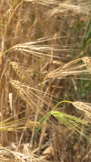 秋天丰收手捧小麦18秒视频