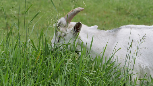 沙纳山羊在绿草地上慢动作视频