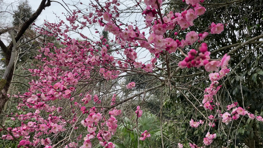 梅花开放 梅花视频