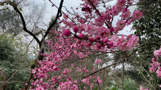 梅花开放 梅花视频