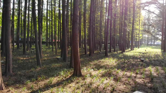 青岛水杉林杉树清晨航拍视频