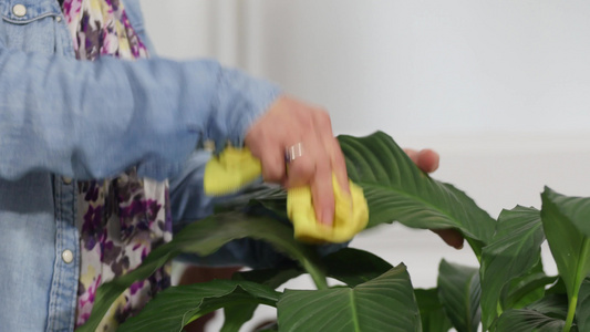妇女清洁绿色植物视频
