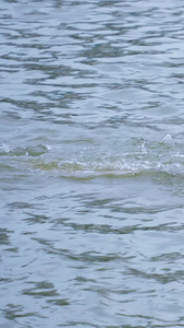 城市夏天消暑降温在长江里游泳运动健身休闲娱乐的男性素材自由泳视频