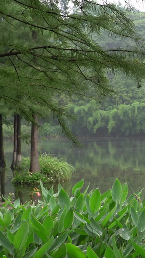 细雨蒙蒙雨中撑伞游公园的女孩游湖的女孩58秒视频