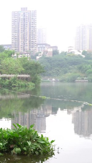 细雨蒙蒙雨中撑伞游公园的女孩细雨濛濛58秒视频