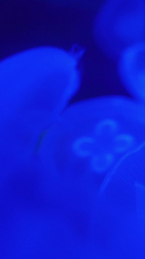 实拍海底的水母秘境56秒视频