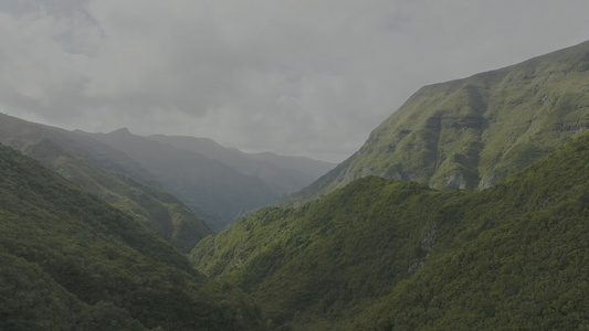 原始雨林植被树木溪流航拍视频