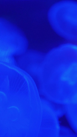 实拍海底的水母秘境56秒视频