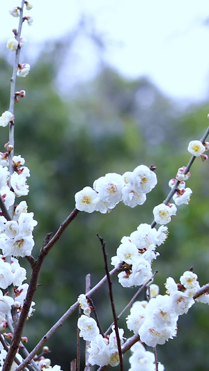 多角度微距拍摄春天盛开的梅花89秒视频