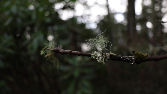 雨季森林树枝苔藓视频