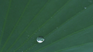 荷叶滴水51秒视频