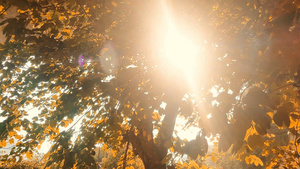 秋天阳光透过树叶洒下了10秒视频