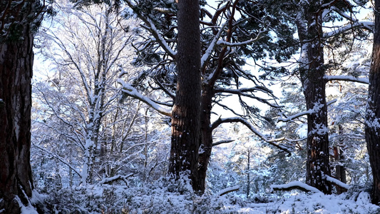 冬季松树林树枝积雪视频