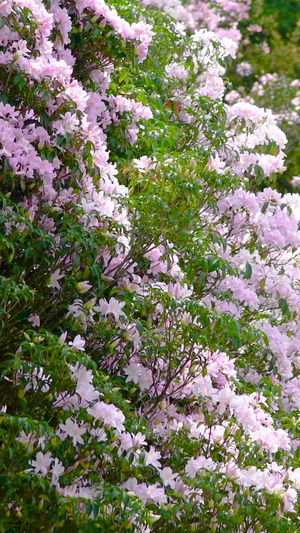 梧桐山盛开的毛棉杜鹃花丝线吊芙蓉14秒视频