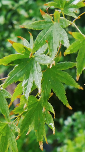 下雨天的情景视频