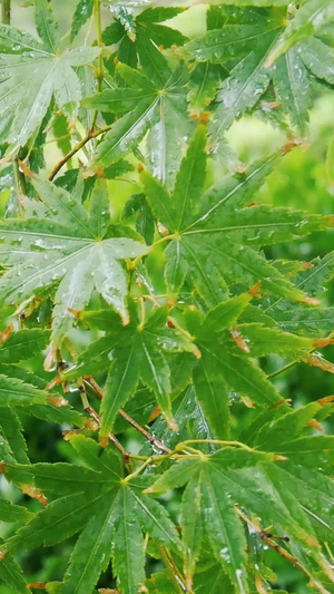 下雨天的情景68秒视频