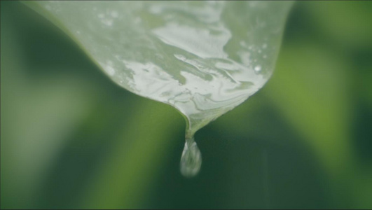 升格拍摄雨滴落在荷叶上视频