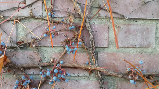 黑莓从墙上的树枝上挂起的黑莓视频