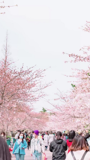 春天游客看樱花节假日12秒视频