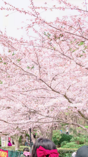 春天游客看樱花旅游旺季12秒视频