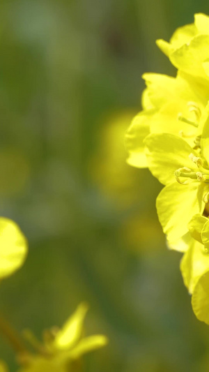 春天的油菜花和辛勤的小蜜蜂慢镜头观光园25秒视频