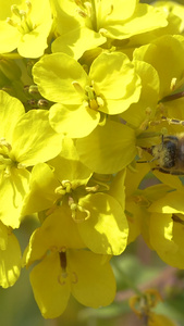春天的油菜花和辛勤的小蜜蜂慢镜头春暖花开视频