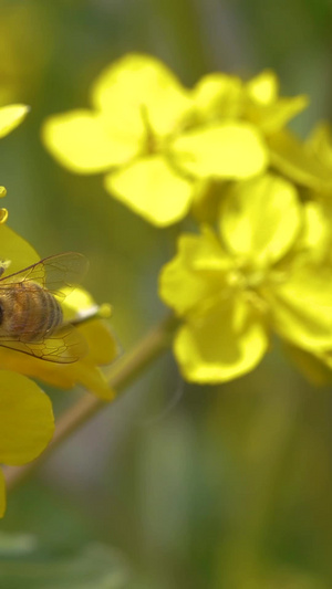春天的油菜花和辛勤的小蜜蜂慢镜头观光园25秒视频