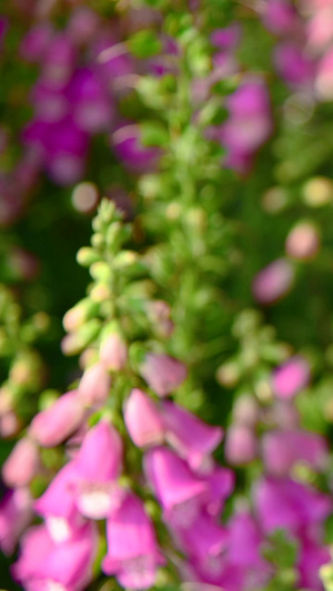 吊钟花指顶花21秒视频