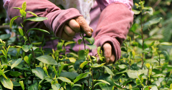 4K高清拍摄茶民采茶近景视频